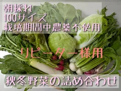 【12/10(水)収穫発送/リピーター様用】秋冬野菜の詰め合わせ 100サイズ 白菜、キャベツ、 大根／野菜詰め合わせ(栽培期間中農薬不使用)