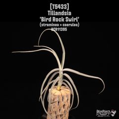 送料無料】Neoregelia 'Red Buff'〔ネオレゲリア〕現品発送N0622