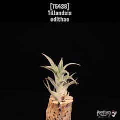 Neoregelia 'Red Buff'〔ネオレゲリア〕現品発送N0622 送料無料】Neoregelia 'Red Buff'〔ネオレゲリア〕現品発送N0622