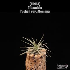 送料無料】Neoregelia 'Red Buff'〔ネオレゲリア〕現品発送N0622