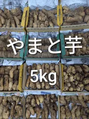 2026年最新】大和芋の人気アイテム - メルカリ