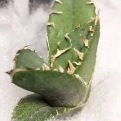 2025年最新】アガベ 子株 セットの人気アイテム - メルカリ