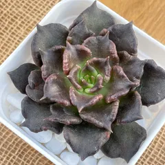 多肉植物✿②ブラックマディバ✿エケベリア　カット苗　寄せ植えなどに♪