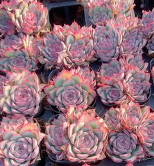 ピンクウィッチ ZZ10×15苗 抜き苗 多肉植物 アエオニウム エケベリア