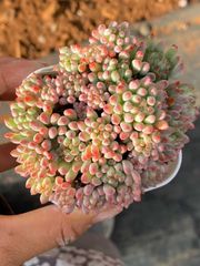 ＊*＊様 朱子玉 L455×105苗 土付き 多肉植物 エケベリア サボテン 韓 様 朱子玉 L455×105苗 土付き 多肉植物 エケベリア サボテン 韓