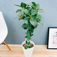 ［現品］F フィロデンドロン　ジャイアントザナドゥ　幹上がり　8号　観葉植物 現品］【珍しい】2番 フィロデンドロン ジャイアントザナドゥ 幹上がり