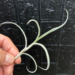 現品＊ 芳香花品種＊ チランジア クロカータ ジャイアント Tillandsia Crocata Giant＊エアプランツ＠フラワーショップ江口