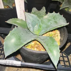 2026年最新】ドライガーデン アガベの人気アイテム - メルカリ