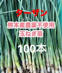 2025年最新】タマネギ苗の人気アイテム - メルカリ