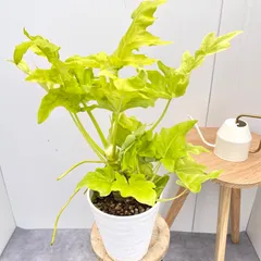 2025年最新】フィロデンドロンセロームの人気アイテム - メルカリ