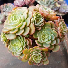 2025年最新】シュガーベイビー 多肉の人気アイテム - メルカリ