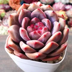 2025年最新】アリエル 多肉の人気アイテム - メルカリ