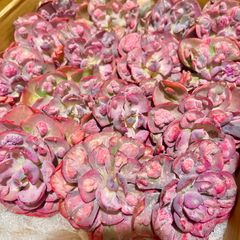 ビヨンセ錦◎多肉植物 カット苗 韓国苗 エケベリア等 ビヨンセ錦◎多肉植物 カット苗 韓国苗 エケベリア等 【公式通販】