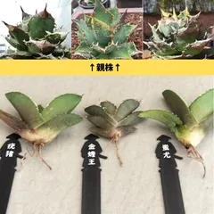 2025年最新】疣猪の人気アイテム - メルカリ