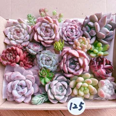125 多肉植物寄せ植えセット