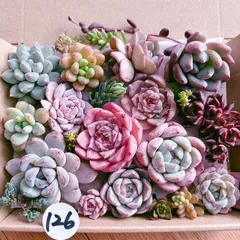 2025年最新】観葉植物の人気アイテム - メルカリ