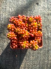 AAA 新入荷 朱子玉 LL1010×105苗 土付き 多肉植物 詰め合わせ