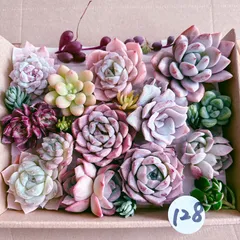 128 多肉植物寄せ植えセット