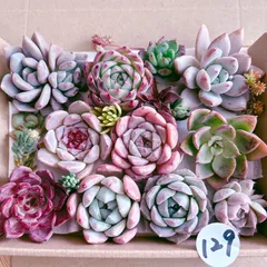 48即購入OK セット 100苗 韓国苗 雑交新種 多肉植物 エケベリア