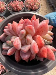 【18株の抜き苗セット】オレンジモンロー群生　多肉植物　佐川急便発送　エケベリア　韓国苗　Z2311