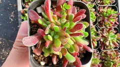 【50株の抜き苗セット】紅稚児　多肉植物　佐川急便発送　エケベリア　韓国苗　YP310