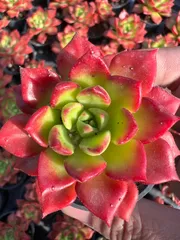 【50株の抜き苗セット】レジティア　多肉植物　佐川急便発送　エケベリア　韓国苗　YP288