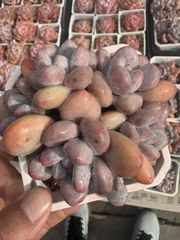 専用 - メルカリ