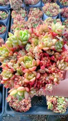 【18株の抜き苗セット】ピンクポイント　多肉植物　佐川急便発送　エケベリア　韓国苗　YP259