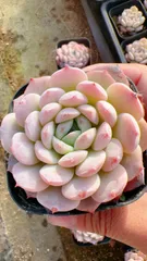 3即購入OK セット 100苗 韓国苗 雑交新種 多肉植物 エケベリア 根付き