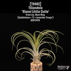 送料無料】Vriesea 'Latvia'〔フリーセア〕現品発送V0117 /@plane