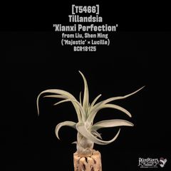 送料無料】Vriesea 'Latvia'〔フリーセア〕現品発送V0117 /@plane