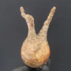 2025年最新】グラキリス 現地球の人気アイテム - メルカリ