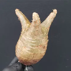 2025年最新】グラキリス ベアルートの人気アイテム - メルカリ