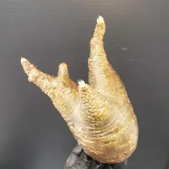 2025年最新】グラキリス 現地球の人気アイテム - メルカリ