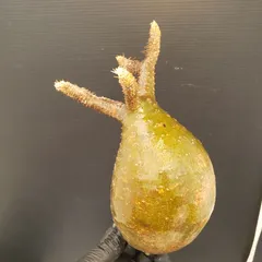 2025年最新】グラキリス ベアルートの人気アイテム - メルカリ