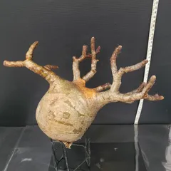 2025年最新】グラキリス 現地球の人気アイテム - メルカリ