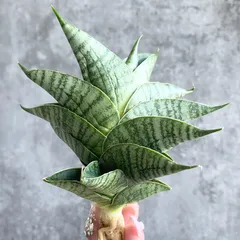 2025年最新】サンセベリア 子株の人気アイテム - メルカリ