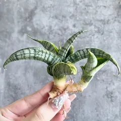 2025年最新】サンスベリアの人気アイテム - メルカリ