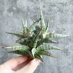 2025年最新】サンセベリア 子株の人気アイテム - メルカリ