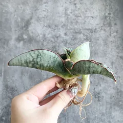 2025年最新】サンセベリア 希少の人気アイテム - メルカリ