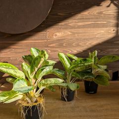 ユッカ ロストラータ【 ドライガーデンに！】 鉢のまま発送 - メルカリ