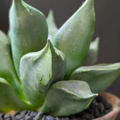 2026年最新】裏般若 ハオルチアの人気アイテム - メルカリ