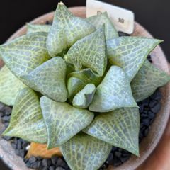 Top【選抜株】多肉植物 8017白泉殿サボテン 10個 鉢無し/脱土 - メルカリ