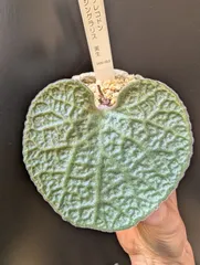 2026年最新】チレコドン シングラリスの人気アイテム - メルカリ