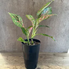 2025年最新】アグラオネマ ピンクの人気アイテム - メルカリ