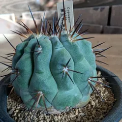 2025年最新】黒王丸の人気アイテム - メルカリ