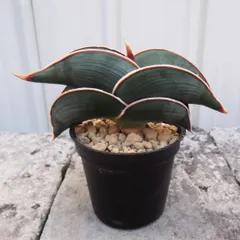 2025年最新】サンスベリア ロリダの人気アイテム - メルカリ