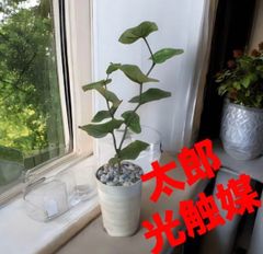 光触媒 人工観葉植物 フェイクグリーン エミリオロバ 胡蝶蘭