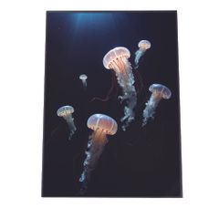 クリスタルピクチャー 「ジェリーフィッシュ」 クラゲ アート 絵 143