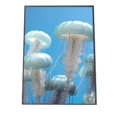 【A4サイズ（約21x30cm）】【lh-poster-2723】クラゲ ポスター シーサイド マリンスタイル ジェリーフィッシュ 水族館 水中 海 魚 インテリア